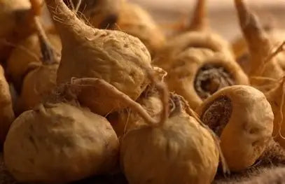 LE MACA: la racine sacrée des Andes, alliée naturelle pour sublimer votre silhouette !